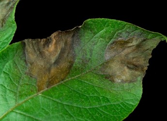 Plant affected by blight (c) James Hutton Institute
