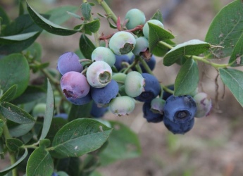 Blueberry bush (c) James Hutton Institute