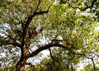 British oak trees support a rich biodiversity (c) James Huttton Institute
