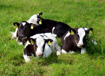 Dairy calves cc-by-sa/2.0 - © Jonathan Billinger - geograph.org.uk/p/3580874 