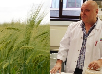 Cereal crops / Professor Robbie Waugh (c) James Hutton Institute