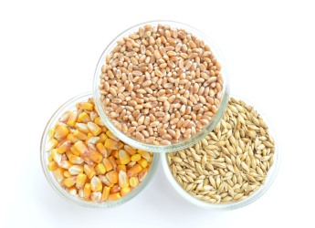 Maize, wheat and barley (courtesy pixabay.com)