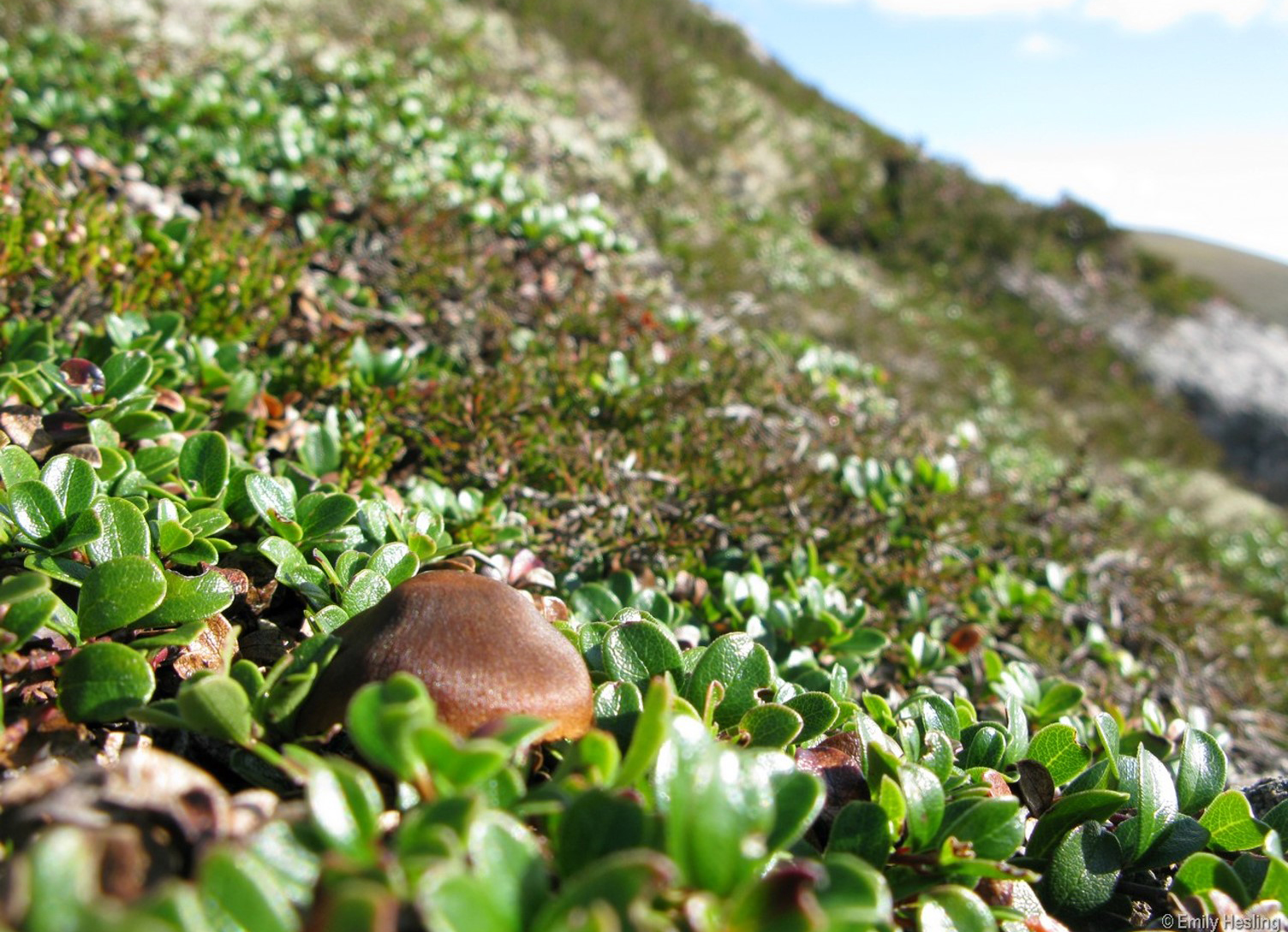 Cortinarius in Arctostaphylos 