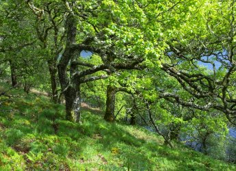 Atlantic oakwood pasture (David Genney)