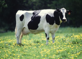 Dairy cow (Image: Keith Weller/USDA www.ars.usda.gov)
