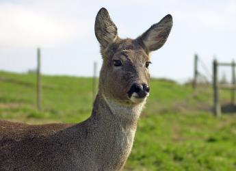 Deer in a field (c) James Hutton Institute