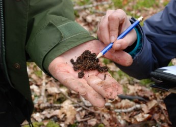 Ectomycorrhizal fungi on roots (c) James Hutton Institute