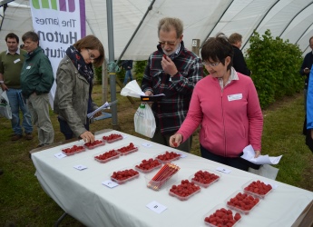 Raspberry tasting session at Fruit for the Future 2015 (c) James Hutton Inst