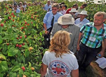 Visitors sample raspberries in the polytunnels at Fruit for the Future 2013