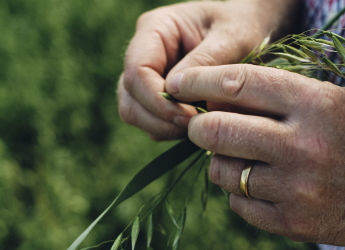 Image of farmer's hands