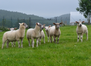 Sheep at Glensaugh farm (c) James Hutton Institute