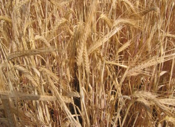 Golden Promise barley ears (courtesy Bill Thomas)