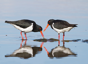 Wading birds (Haematopus_longirostris_-_Austins_Ferry)