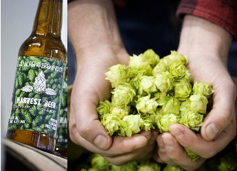 Harvest Beer features Hutton hops (courtesy St Andrews Brewery)