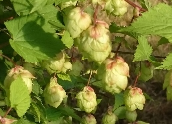 Hops grown at the James Hutton Institute, Dundee (c) James Hutton Inst