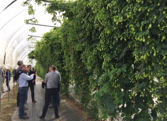 Hops polytunnels at the James Hutton Institute, Dundee (c) Hutton Institute