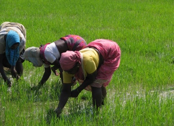 Image by McKay Savage, London, UK (India, Sights & Culture, Planting Rice Paddy)