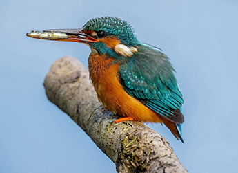 New DeeWatch blog to illustrate the areas stunning wildlife 