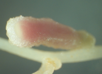Pea nodule attached to a root; the pink area shows N-fixing bacteria
