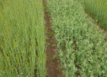 Legume-supported production systems are the focus of TRUE