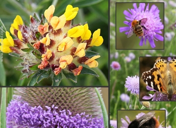Wildflower seeds are being sent to Hutton staff and students