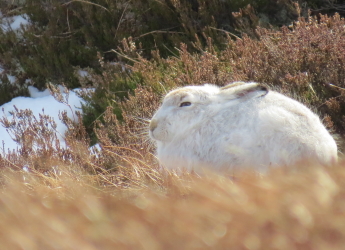 A white mountain hare sitting in moorland