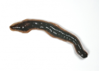New Zealand flatworm (courtesy)