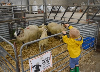 Meet the Sheep at Open Farm Sunday, Glensaugh (c) James Hutton Institute