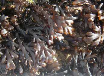 Pepper dulse, sought after by many top chefs (By Mike Hosken [CC BY-SA 3.0])