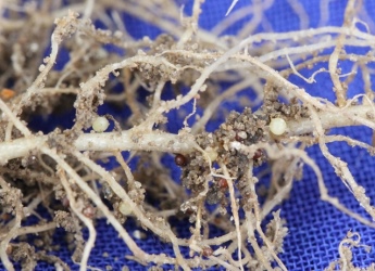 Potato cyst nematode females on Maris Piper roots © James Hutton Institute