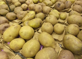 Potatoes (c) James Hutton Institute
