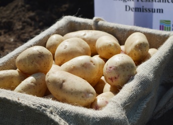 Potatoes (c) James Hutton Institute