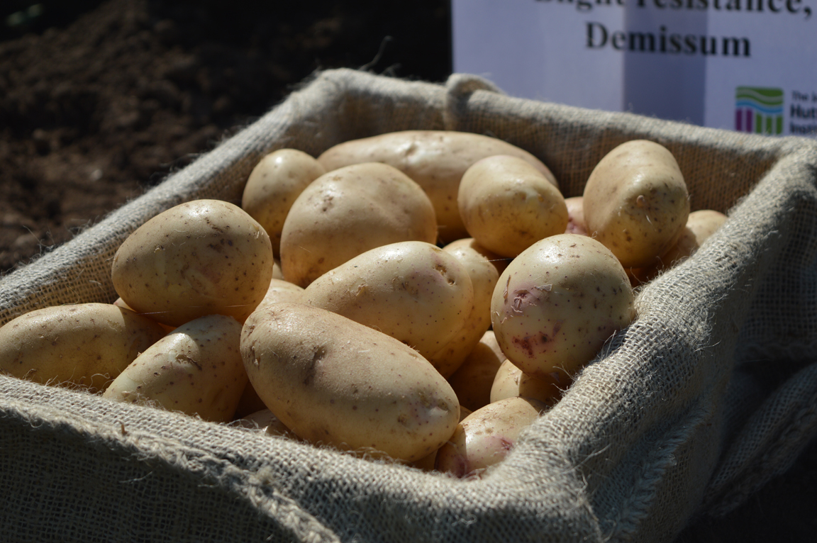 Potatoes (c) James Hutton Institute
