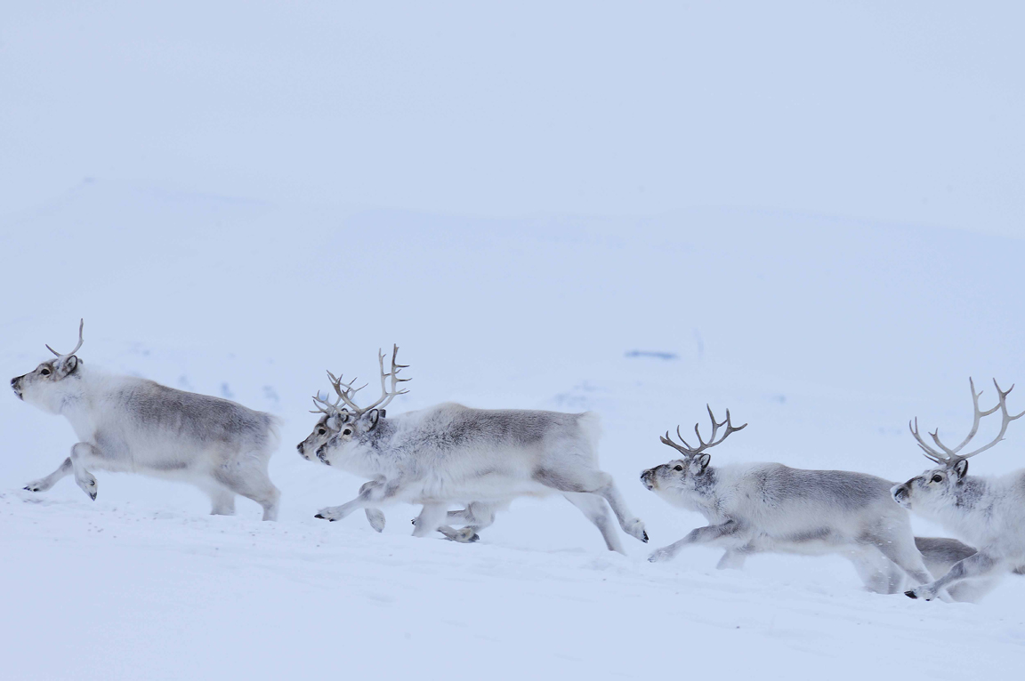 Reindeer in Svalbard (c) James Hutton Institute