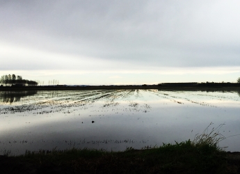 Rice field in Italy (Photo: Camilla Negri)