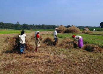 Rice paddy harvest in India (Bishnu Sarangi/Pixabay)