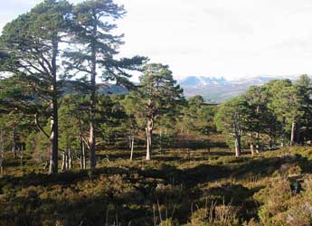 Photograph of Scots pine trees
