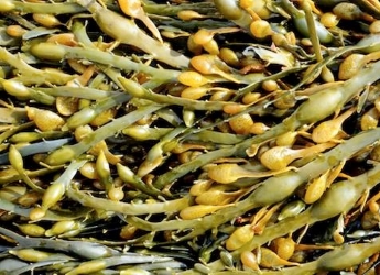Extracts from UK brown seaweeds have been shown to have antiviral properties