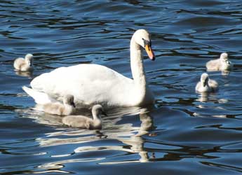 Photograph of swan and cygnets by Aaron Hawthorne, July Water Works winner