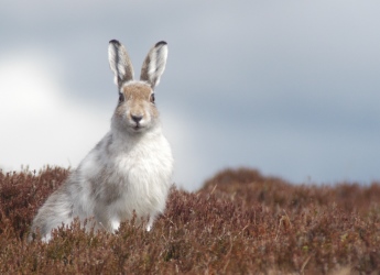White mountain hare (c) James Hutton Institute