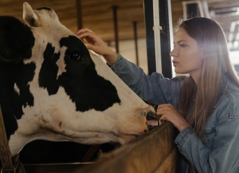 A woman looking at a cow (Photo by cottonbro from Pexels)