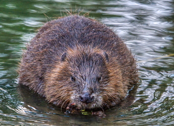 Image of a beaver