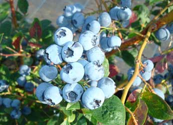 Blueberries on the bush