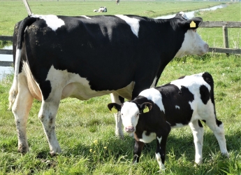 Dairy cow with calf (Image by Elsemargriet from Pixabay)