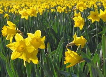 Photograph of daffodils