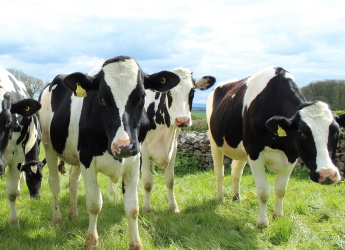 New research highlights the attitudes of people working in the UK dairy sector