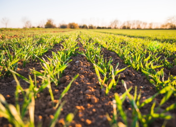 Crops growing in soil (Jan Kopriva/Unsplash)