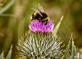 The James Hutton Institute: healing effects of honey 