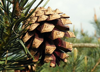 Native Scots Pine trees 