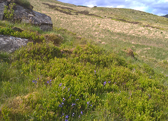Land managers vital to the success of rewilding in the Scottish uplands